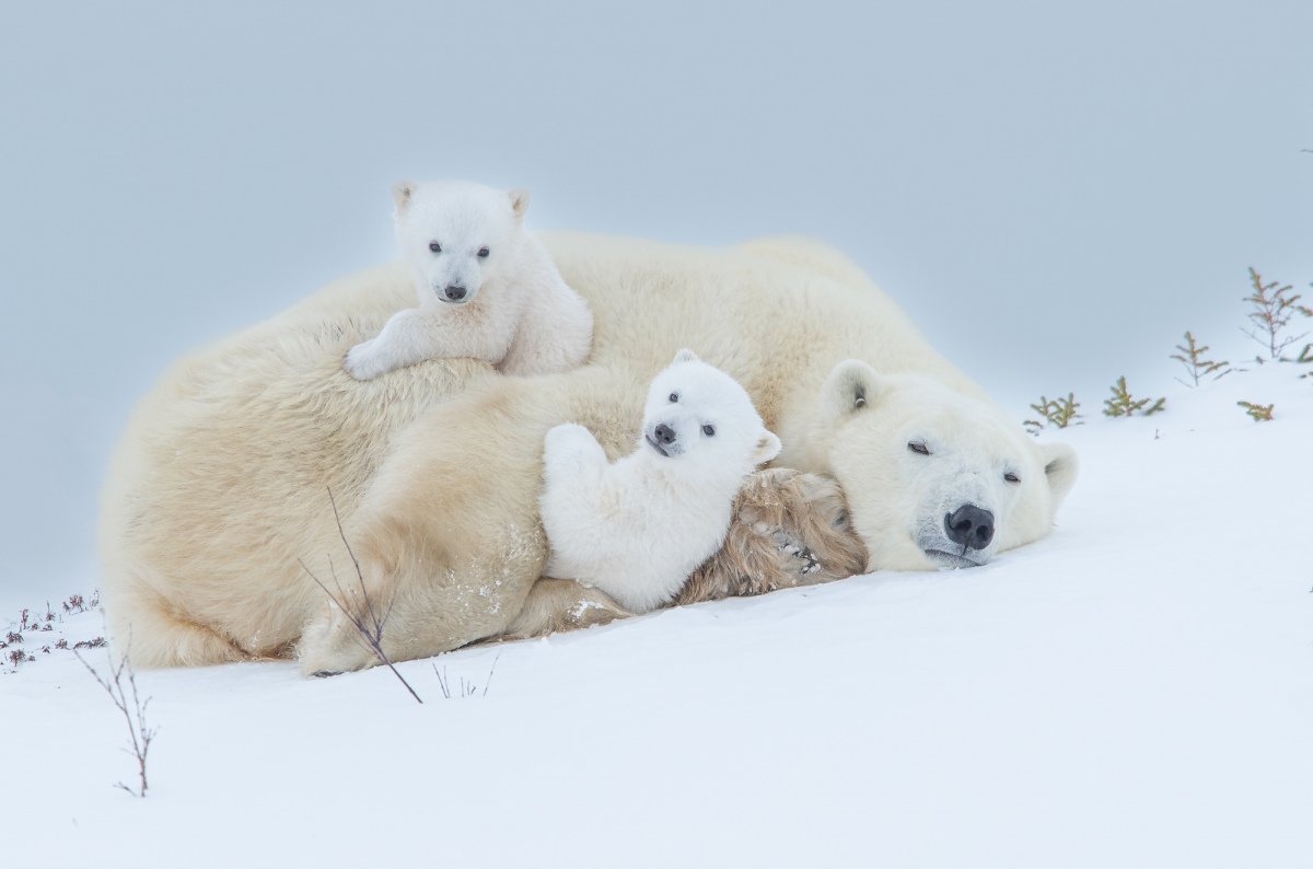 2016-Polar-Bears-282-Edit