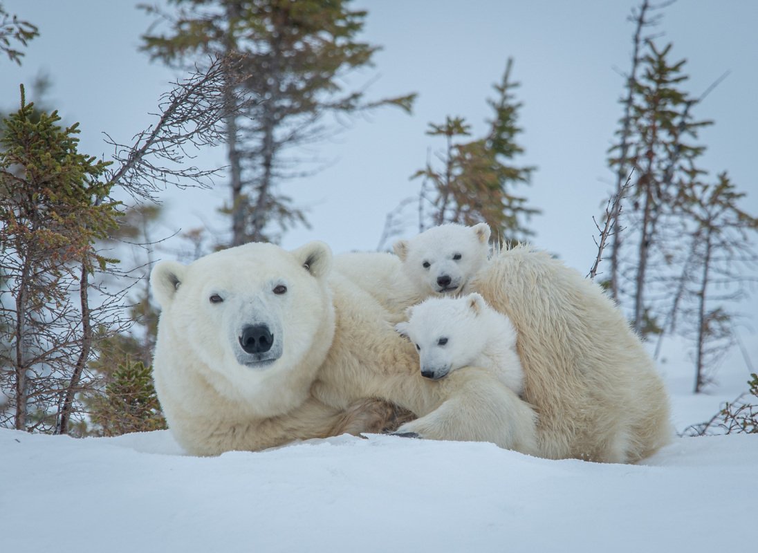 2016-Polar-Bears-4933