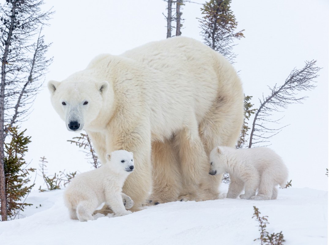 2016-Polar-Bears-7870-Pano