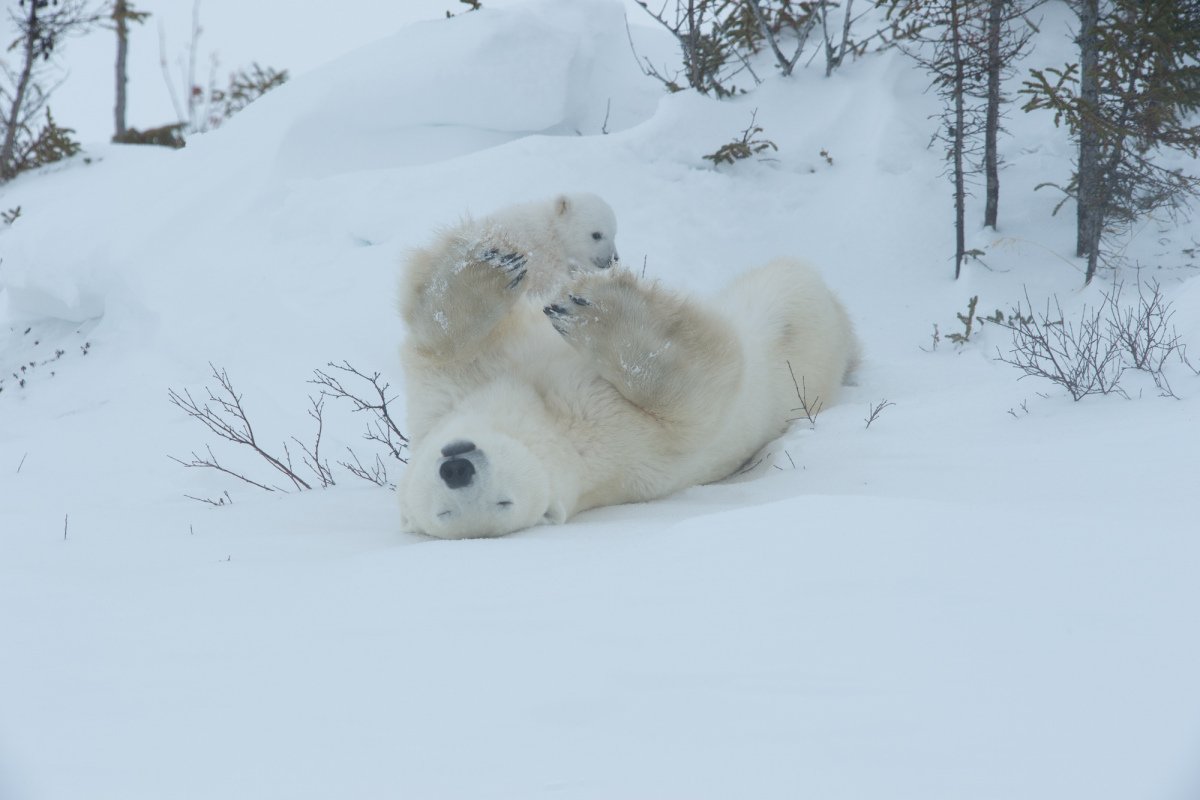 2016-Polar-Bears-8136