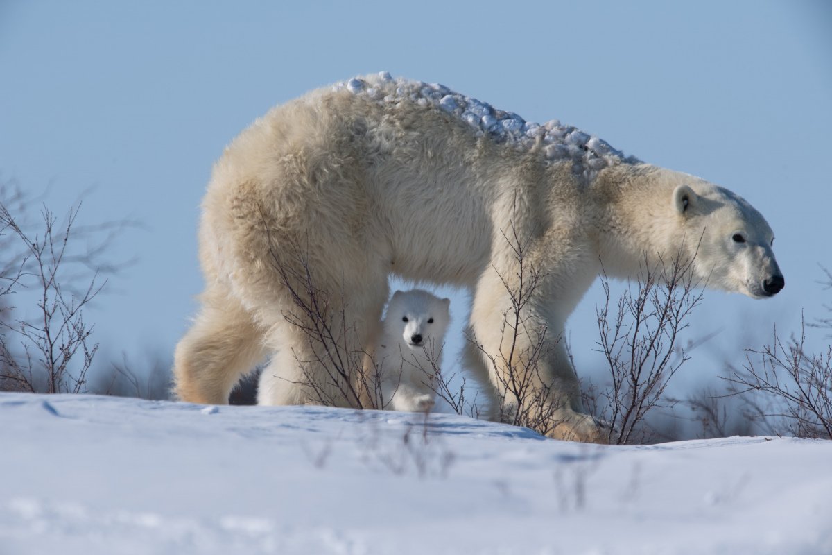 Polar-Bear-2018-4759