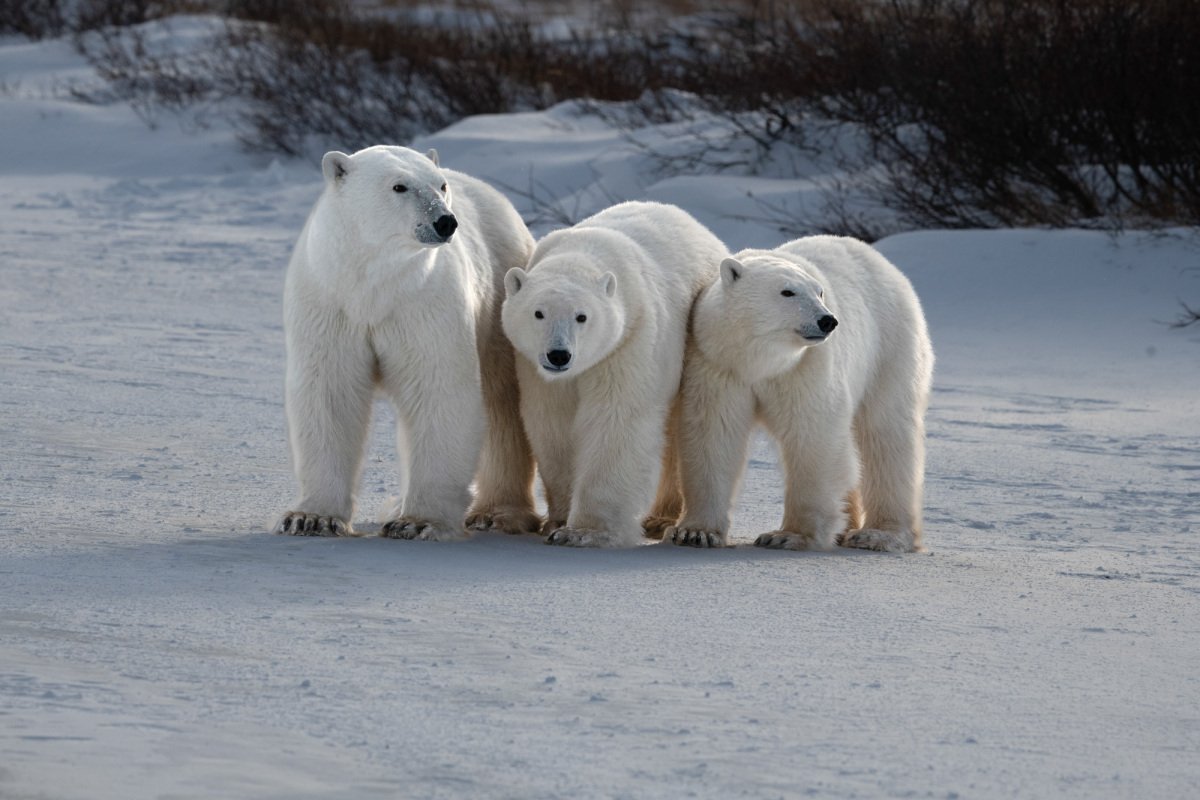 Polar-Bears-2020-3875