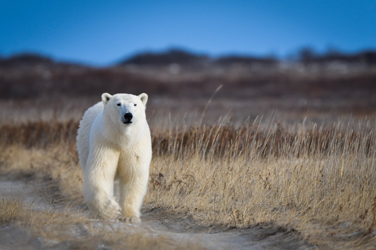 Polar-Bears-2020-975-Edit