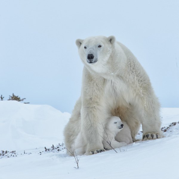 2016-Polar-Bears-1984