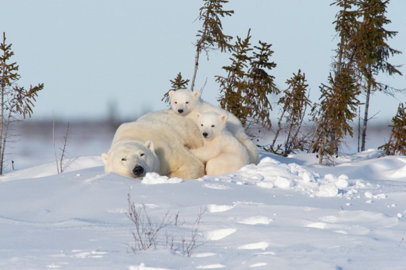 2016-Polar-Bears-23497