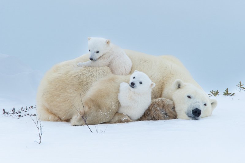 2016-Polar-Bears-263-Edit