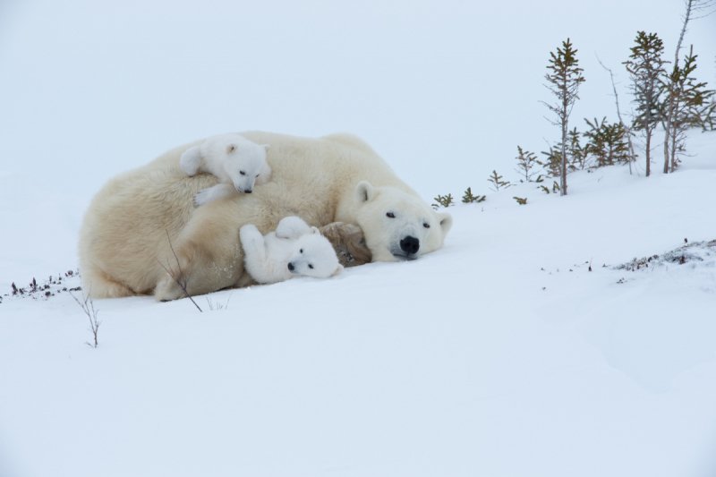 2016-Polar-Bears-303