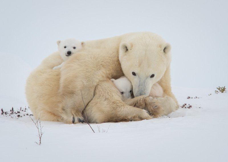 2016-Polar-Bears-448