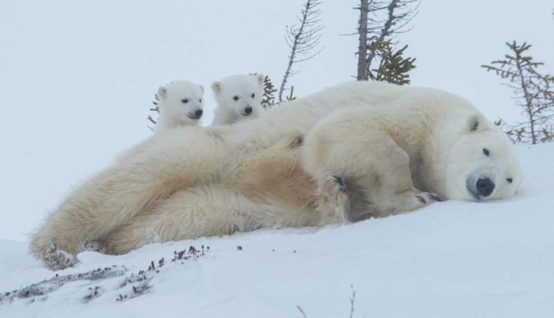 2016-Polar-Bears-7716