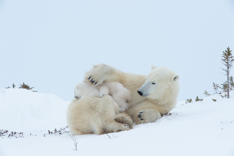 2016-Polar-Bears-947