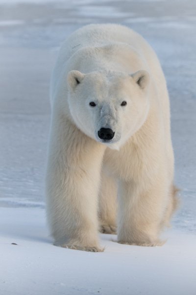 Polar-Bears-2020-4377