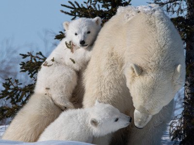 Polar-Bear-2018-4349
