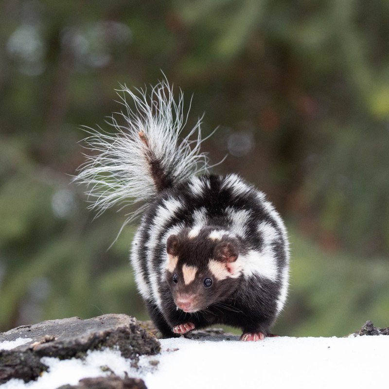 North-American-Spotted-Skunk-2016-4