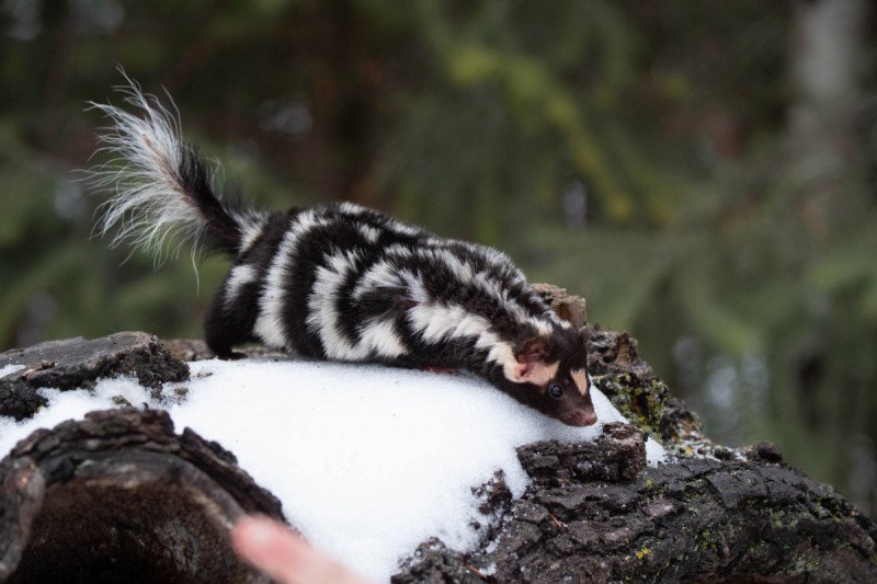 North-American-Spotted-Skunk-2016-3