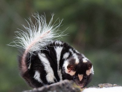 North-American-Spotted-Skunk-2016-6
