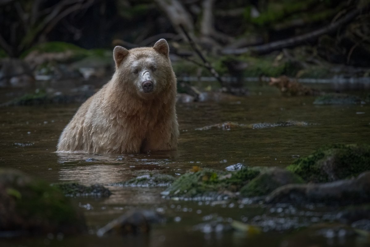 Great-Bear-Rainforest-2019-12049-Edit-Edit-Edit