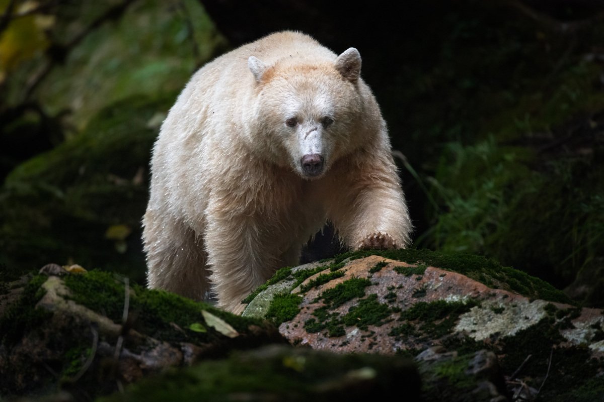 Great-Bear-Rainforest-2019-12240-Edit-Edit