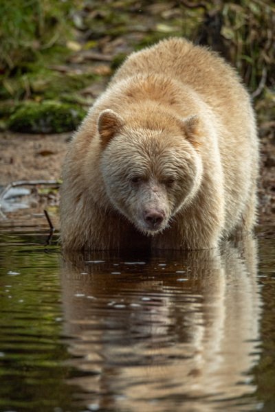 Great-Bear-Rain-forest-2017-11866