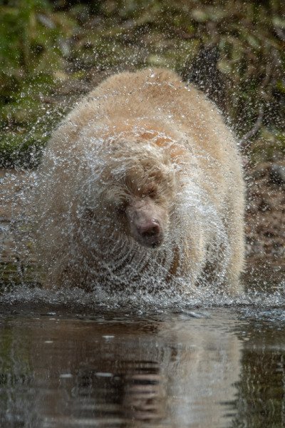 Great-Bear-Rain-forest-2017-11911