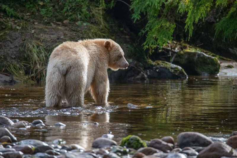 Great-Bear-Rain-forest-2017-6542