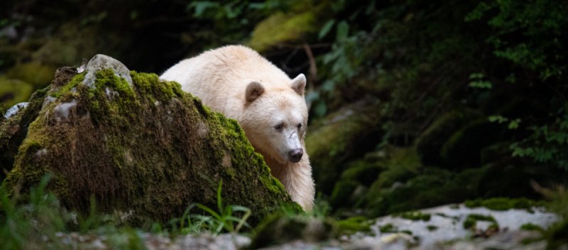 Great-Bear-Rainforest-2019-12593