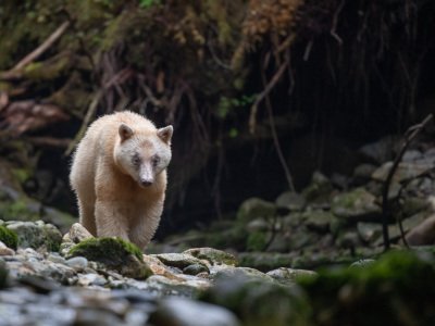 Great-Bear-Rainforest-2019-10196