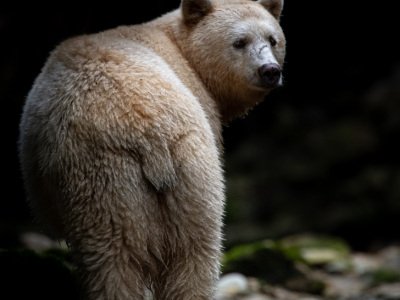 Great-Bear-Rainforest-2019-12492