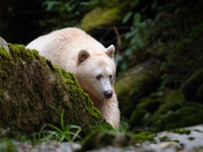 Great-Bear-Rainforest-2019-12593