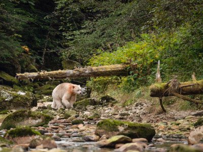Great-Bear-Rainforest-2019-9404-Edit