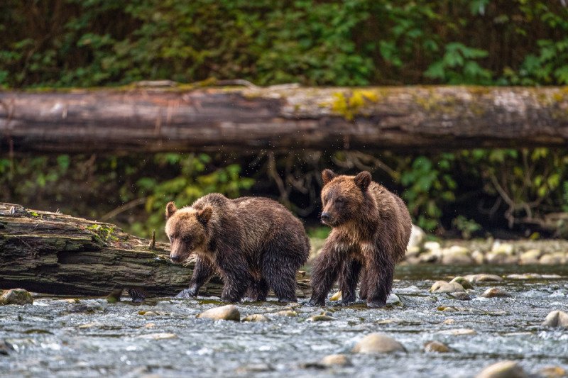 Great-Bear-Rainforest-2019-18502-Edit-Edit