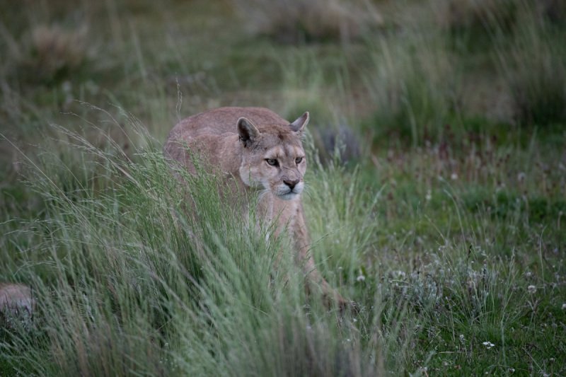 PATAGONIA-2018-1437