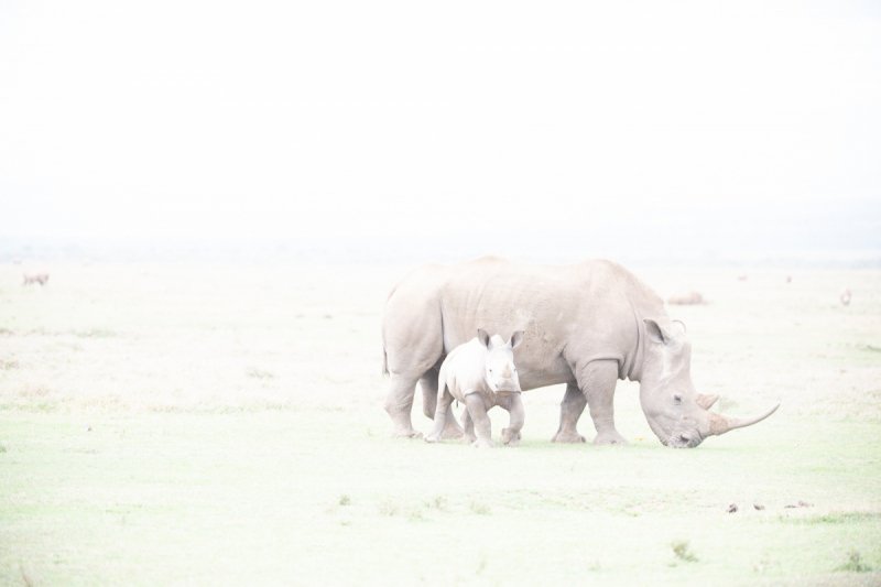 4.Solio-Rhino-Sanctuary-1399