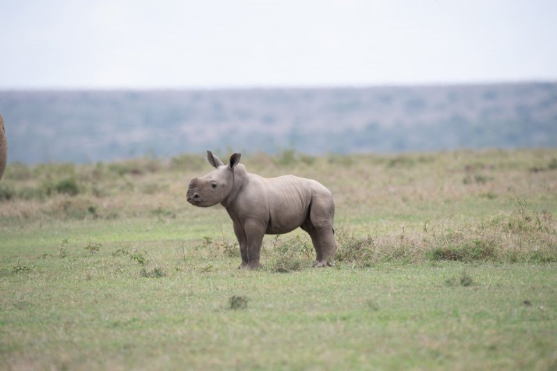 4.Solio-Rhino-Sanctuary-1584