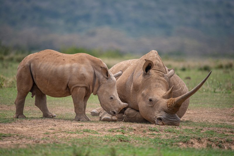 4.Solio-Rhino-Sanctuary-1763