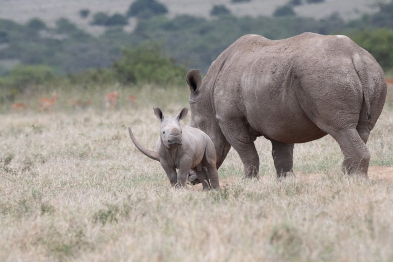 4.Solio-Rhino-Sanctuary-1873
