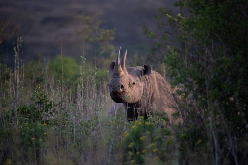 4.Solio-Rhino-Sanctuary-2591