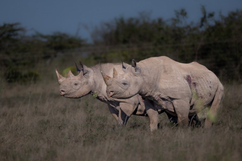 4.Solio-Rhino-Sanctuary-3085