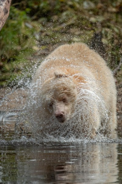 Great-Bear-Rain-forest-2017-11954