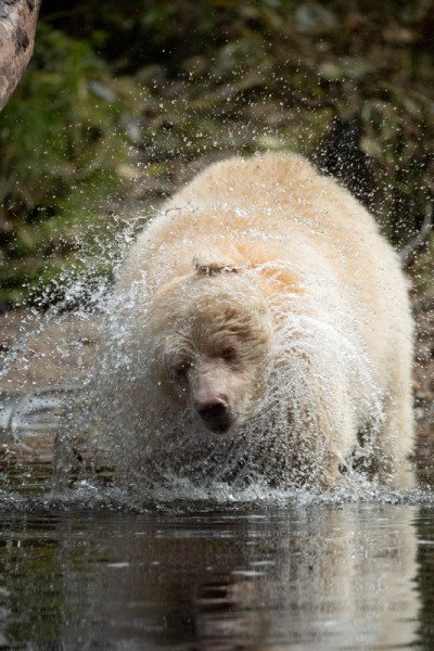 Great-Bear-Rain-forest-2017-11955