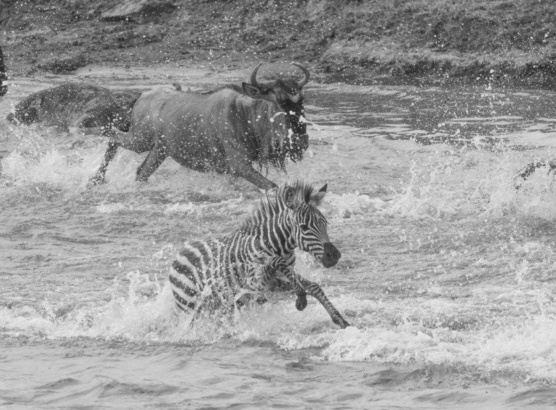 Maasai-Mara-2012-10202